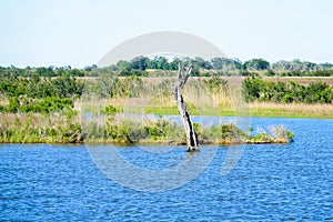 Louisiana Bayou Wetlands