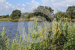 Louisiana Bayou Wetlands