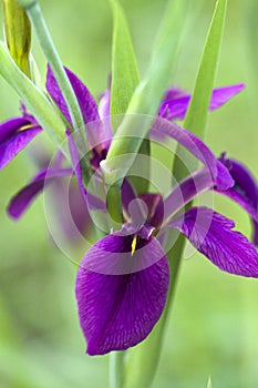 Louisiana Black Gamecock Iris Blooms