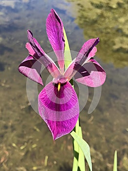 Louisiana Black Gamecock Iris Blooms