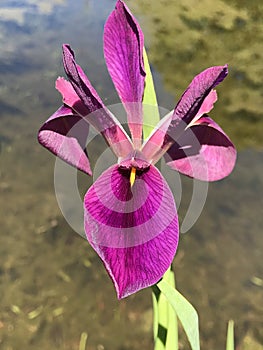 Louisiana Black Gamecock Iris Blooms