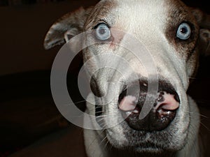 Louisiana catahoula dog