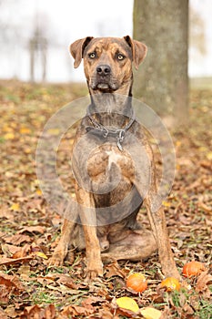 Louisiana Catahoula dog in Autumn