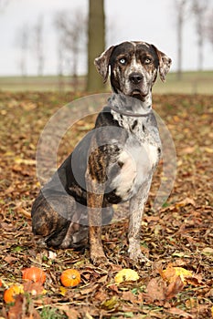 Louisiana Catahoula dog in Autumn