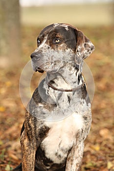 Louisiana Catahoula dog in Autumn