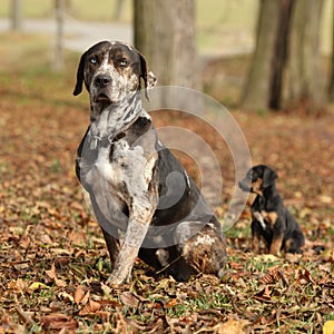 Louisiana Catahoula dog with puppy in autumn