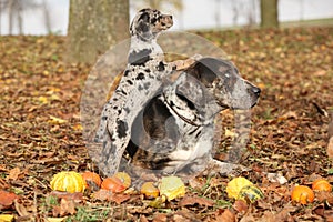 Louisiana Catahoula dog with puppy in autumn