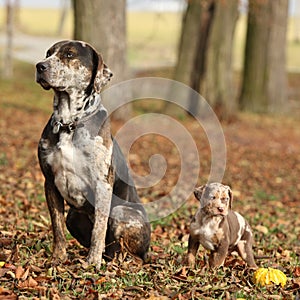 Louisiana Catahoula dog with puppy in autumn