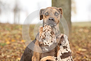 Louisiana Catahoula dog scared of parenting