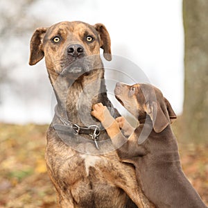 Louisiana Catahoula dog scared of parenting