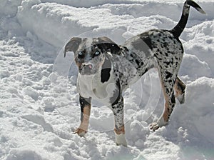 Louisiana Catahoula Leopard Dog