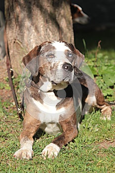 Louisiana Catahoula Leopard dog