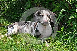 Louisiana Catahoula Leopard Dog (Puppy)