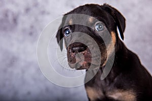 Louisiana Catahoula Leopard Dog puppy close up portrait