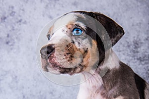 Louisiana Catahoula Leopard Dog puppy close up portrait