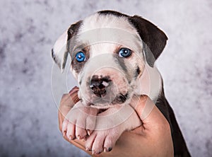 Louisiana Catahoula Leopard Dog puppy on hands