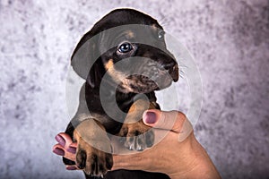 Louisiana Catahoula Leopard Dog puppy on hands