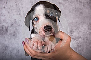 Louisiana Catahoula Leopard Dog puppy on hands