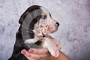 Louisiana Catahoula Leopard Dog puppy on hands