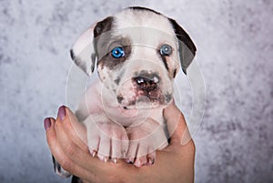 Louisiana Catahoula Leopard Dog puppy on hands