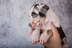 Louisiana Catahoula Leopard Dog puppy on hands