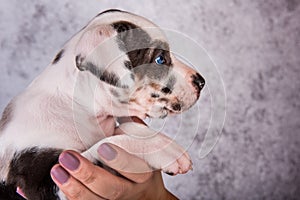 Louisiana Catahoula Leopard Dog puppy on hands