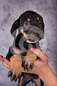 Louisiana Catahoula Leopard Dog puppy on hands