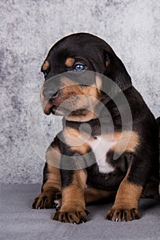 Louisiana Catahoula Leopard Dog puppy portrait on gray background