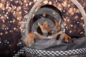 Louisiana Catahoula Leopard Dog puppy portrait on holiday background