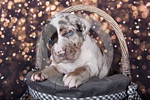 Louisiana Catahoula Leopard Dog puppy portrait on holiday background