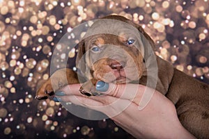 Louisiana Catahoula Leopard Dog puppy portrait on holiday background