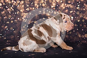 Louisiana Catahoula Leopard Dog puppy portrait on holiday background