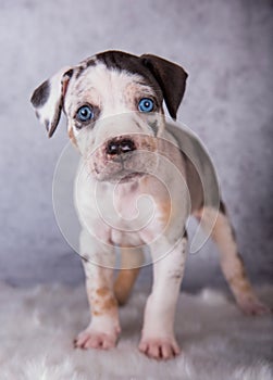 Louisiana Catahoula Leopard Dog puppy sitting on gray