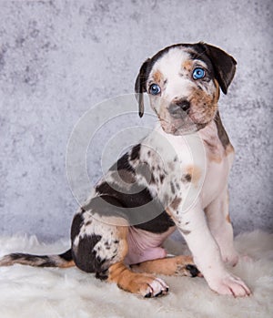 Louisiana Catahoula Leopard Dog puppy sitting on gray