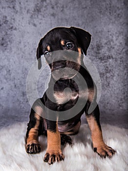 Louisiana Catahoula Leopard Dog puppy sitting on gray