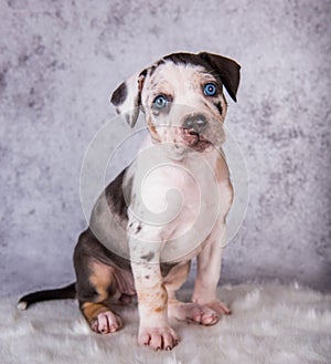 Louisiana Catahoula Leopard Dog puppy sitting on gray