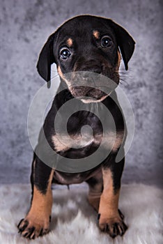 Louisiana Catahoula Leopard Dog puppy sitting on gray