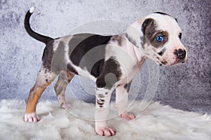 Louisiana Catahoula Leopard Dog puppy standing on gray