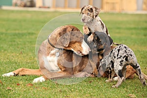 Louisiana Catahoula with puppies