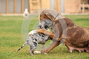 Louisiana Catahoula with puppy