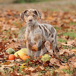 Louisiana Catahoula puppy in Autumn