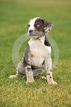 Louisiana Catahoula puppy on the grass