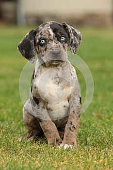 Louisiana Catahoula puppy on the grass