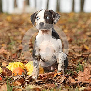 Louisiana Catahoula puppy with pumpkins in Autumn