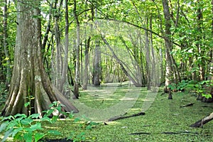 Louisiana Cypress Bayou