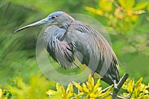 Louisiana heron