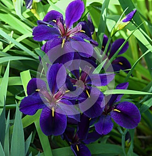 Louisiana Iris Black Gamecock