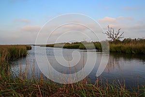 Louisiana Marsh