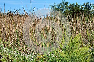 Louisiana Marsh Grass