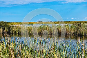Louisiana marsh pond and grasses flooded